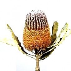 Banksia - Menziesii